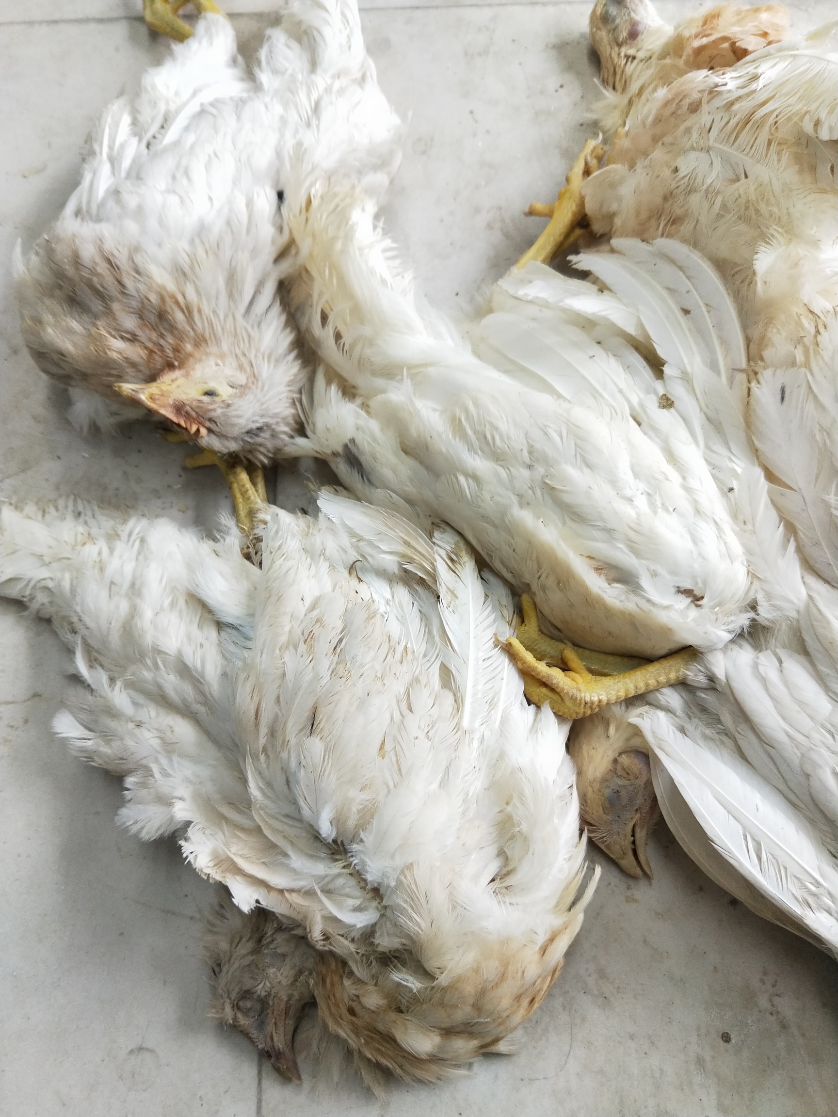 怎样辨认杀好的鸡是死鸡还是病鸡还是新鲜的鸡-