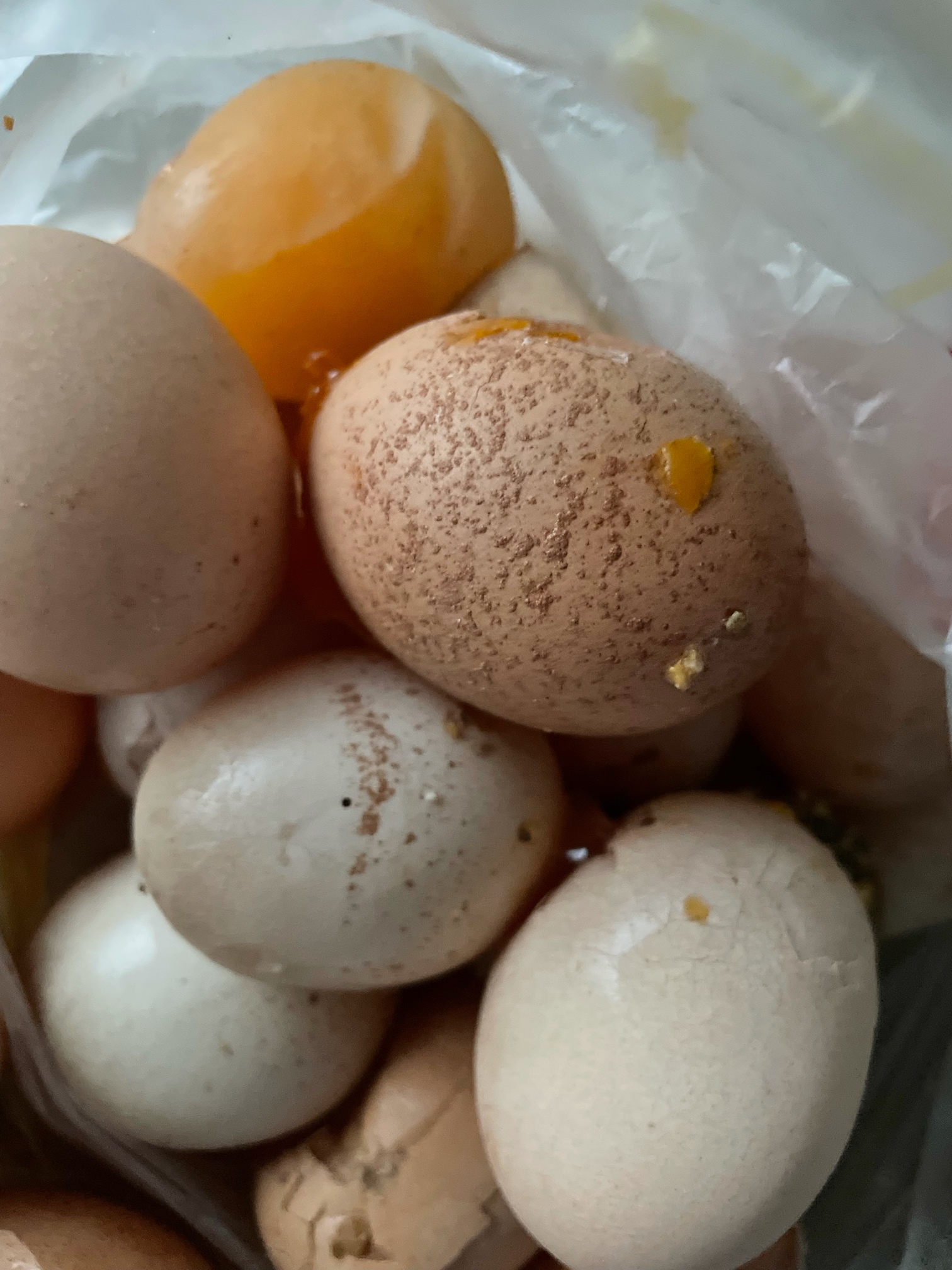 白壳蛋,沙壳蛋,软壳蛋多,并且发现蛋清如水~该用什么药? - 蛋鸡养殖(饲养管理,疾病防控) 鸡病专业网论坛