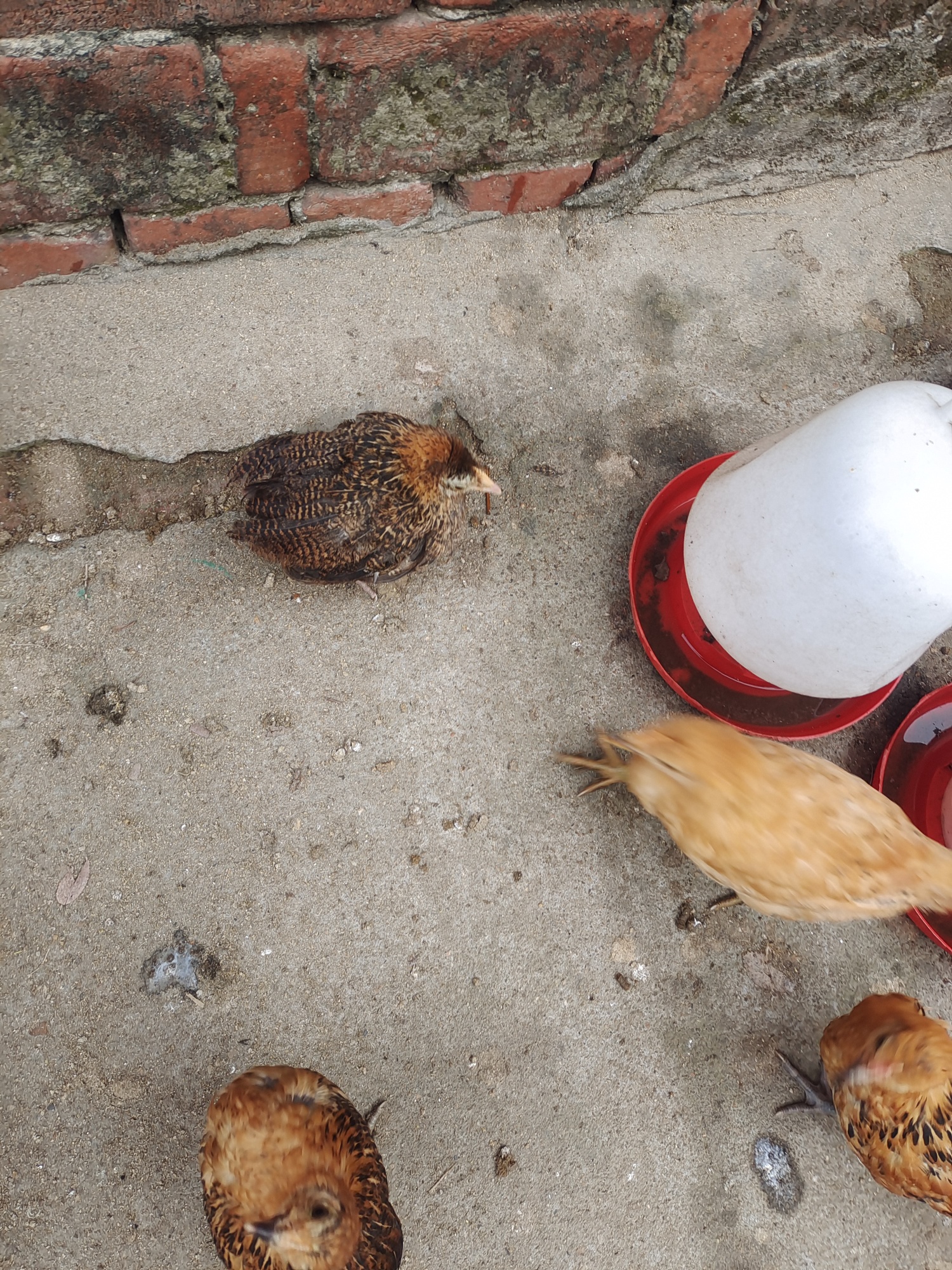 小伙给6只鸡穿尿不湿养在卫生间 ：过年朋友送的，吃不了先养着_新浪新闻
