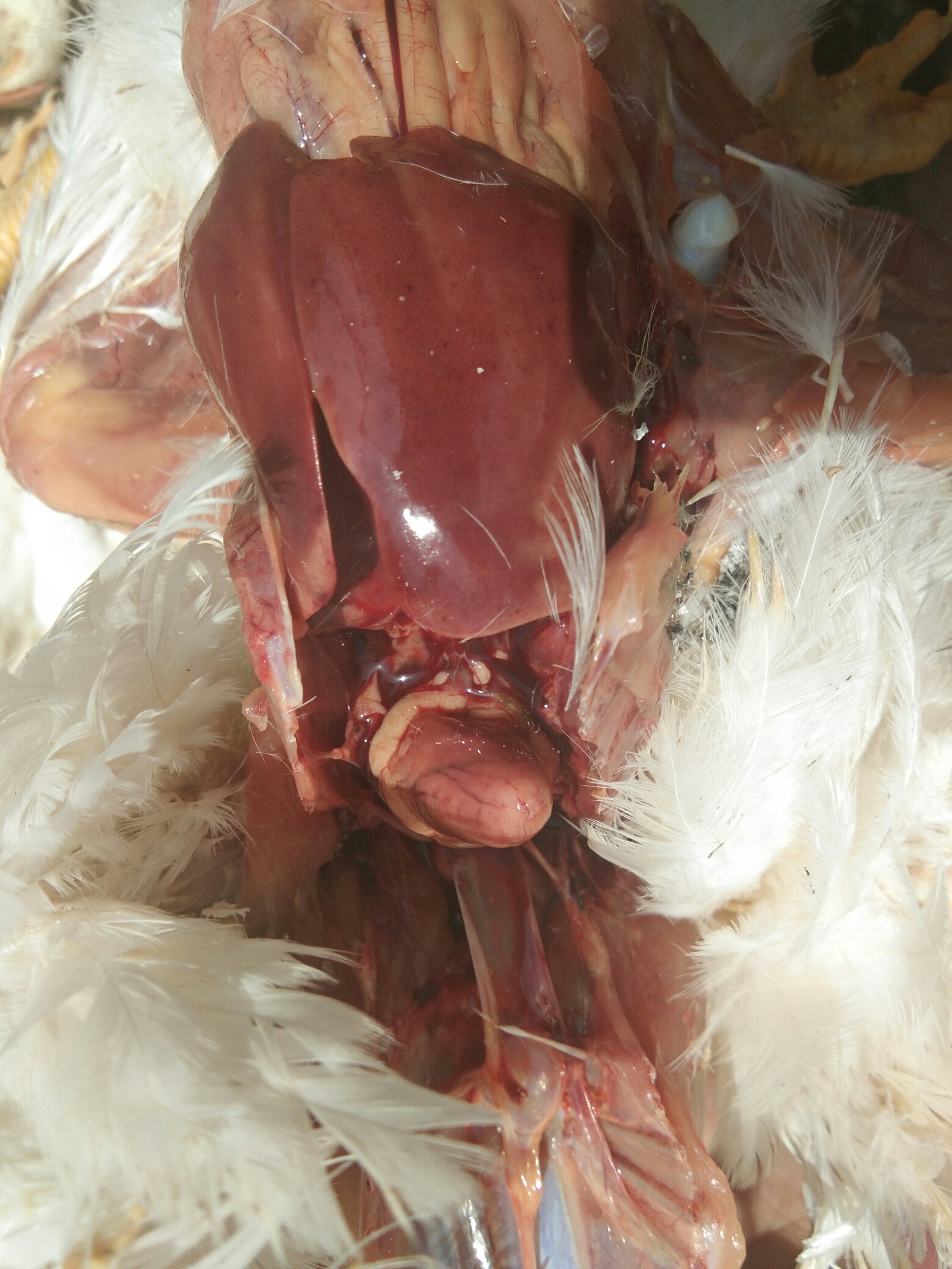 肉鸡腺病毒症状图片图片