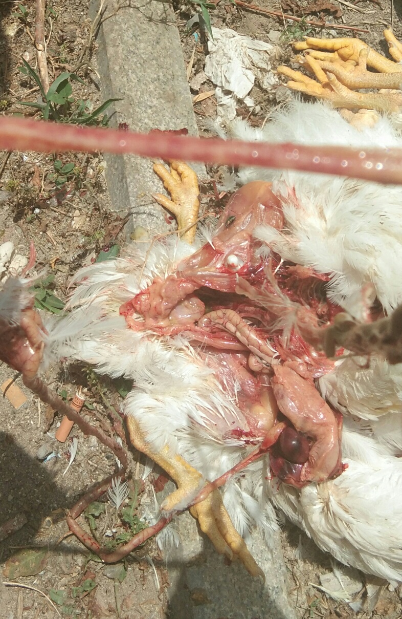 肉鸡腺病毒图片