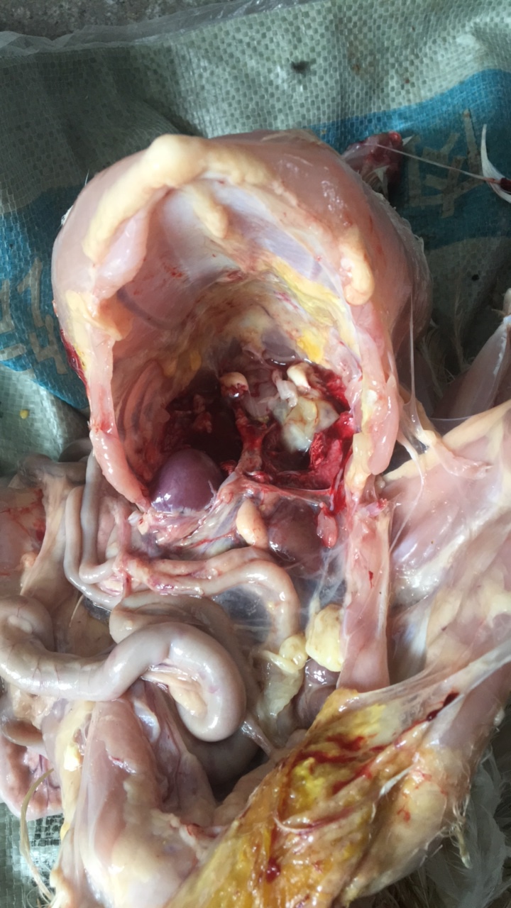 鸡包涵体肝炎解剖图图片