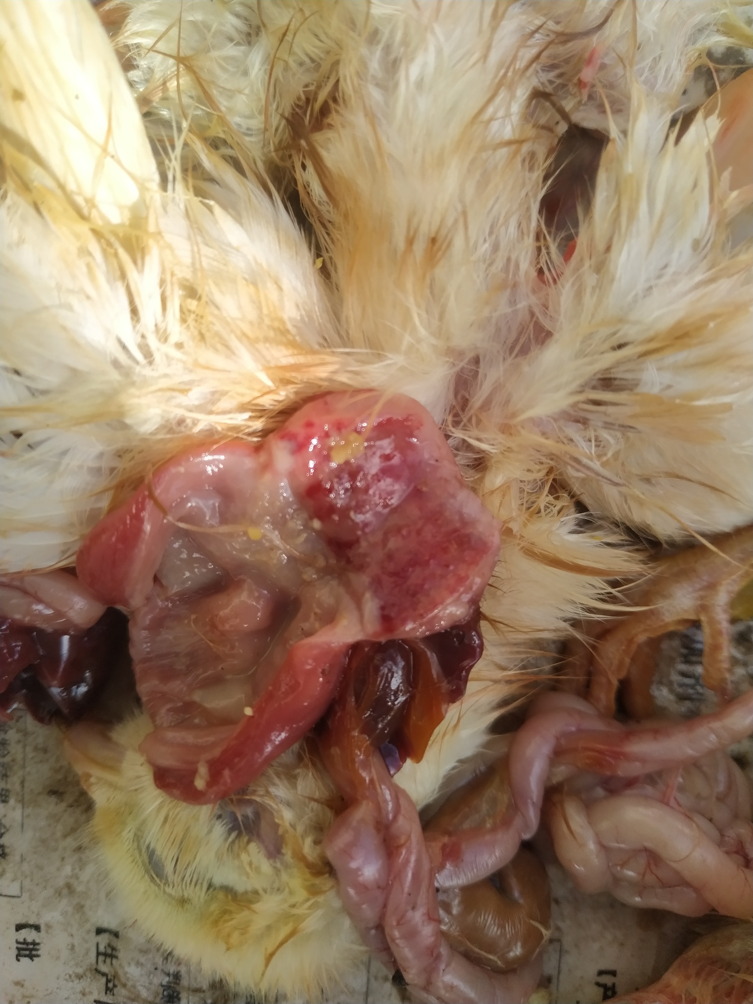 鸡腺肌胃炎的症状图片图片