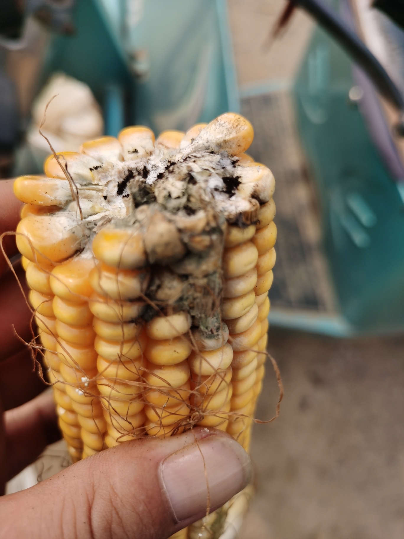 玉米碴子发霉辨别图片
