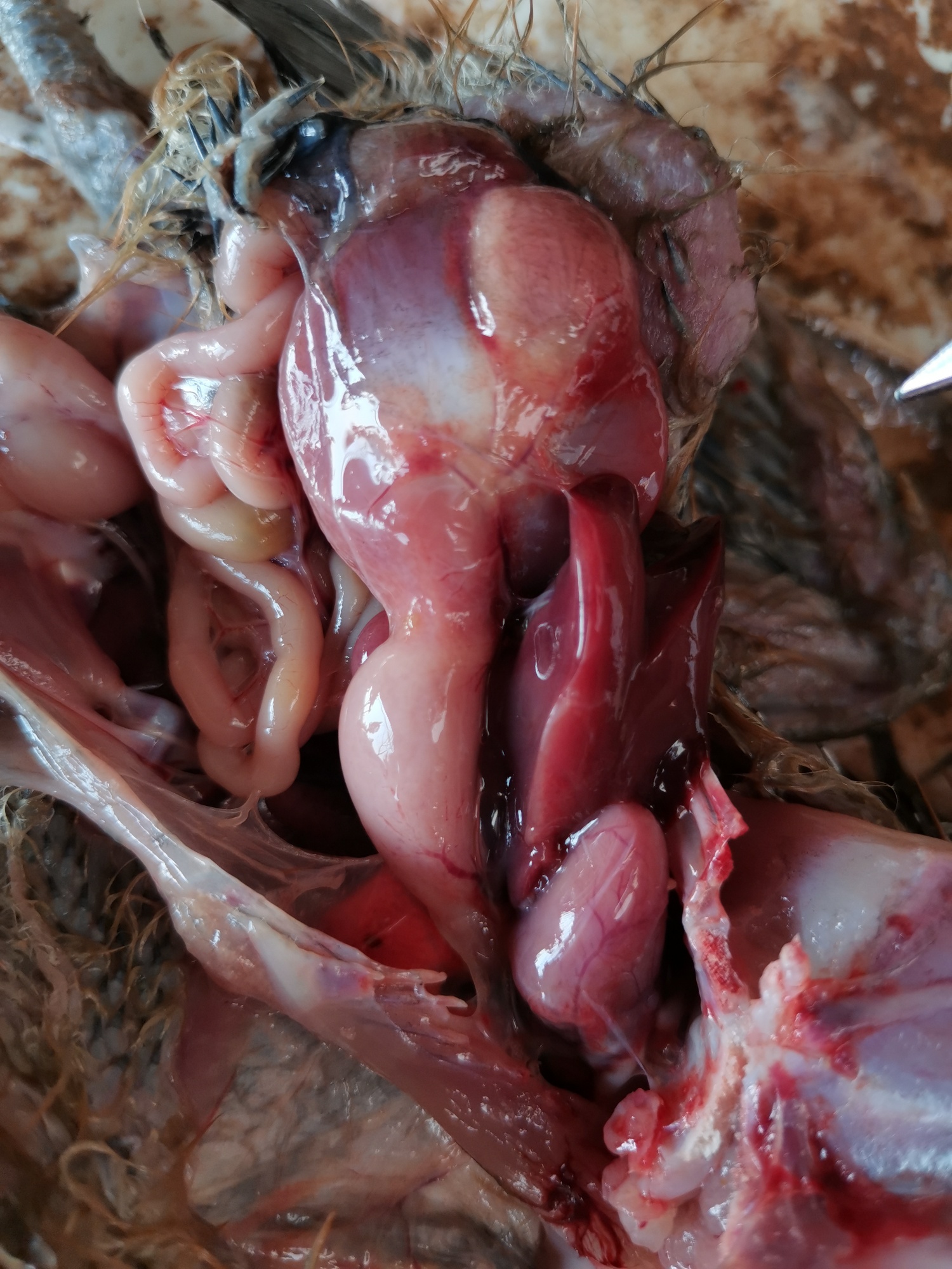 鸡腺肌胃炎的症状图片图片