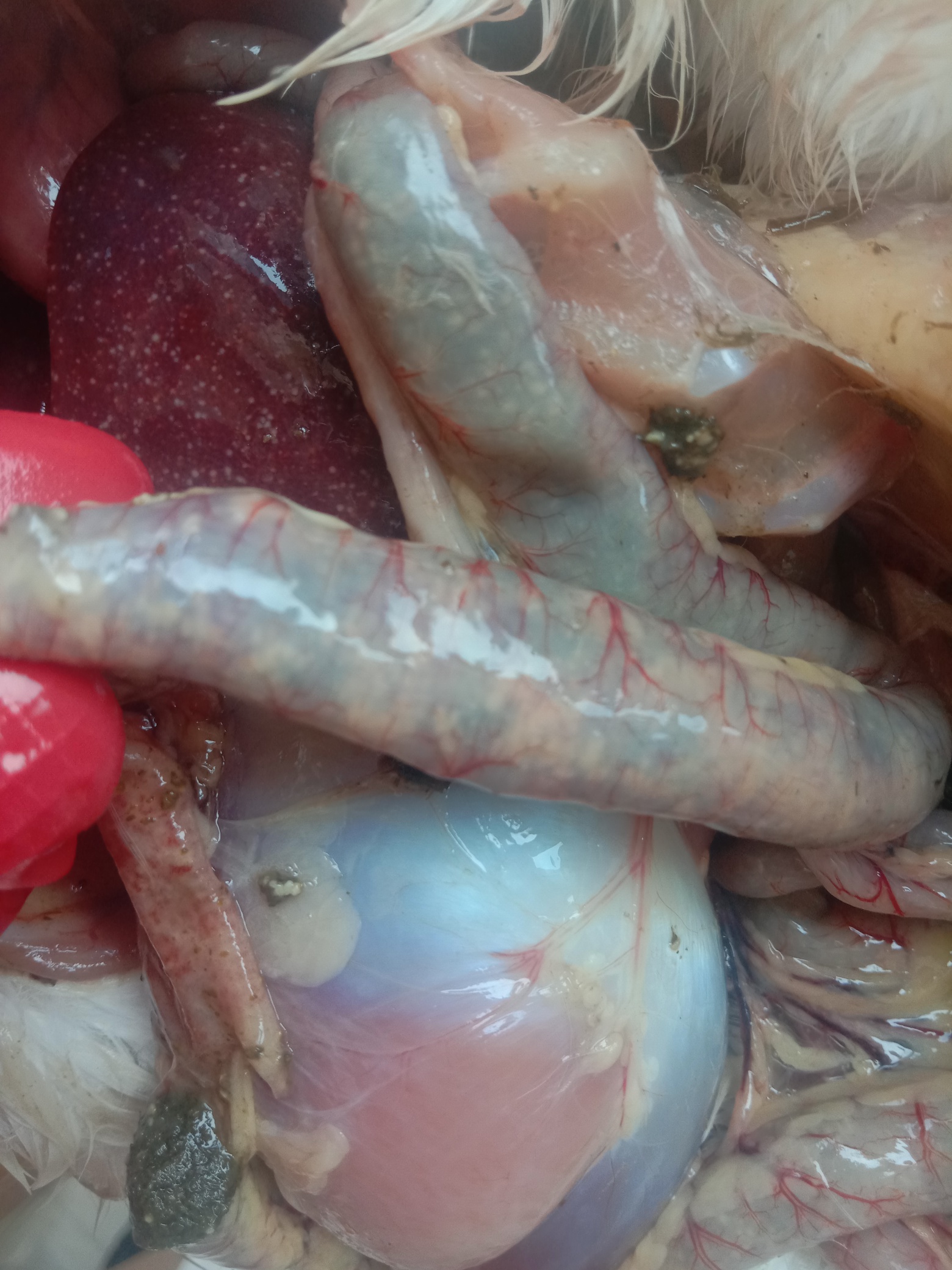 鹅新型病毒性肠炎图片图片
